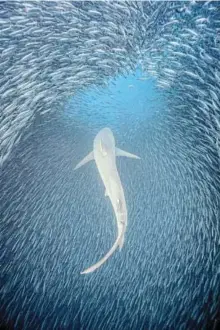  ?? Picture: LINDA NESS ?? OVERALL WINNER Dramatic spectacle: The Shark Portal shows a large dusky shark weaving through a ‘blue hole’ in a sardine shoal off the Transkei coast.