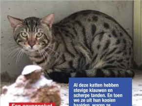  ??  ?? Een savannekat.