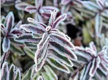  ??  ?? Above: Most native hebes hold frost well with their neat leaves tightly arranged up the stems. A favourite variety is ‘‘Red Edge’’. Below: Lure slugs to their doom.