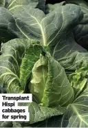  ?? ?? Transplant Hispi cabbages for spring