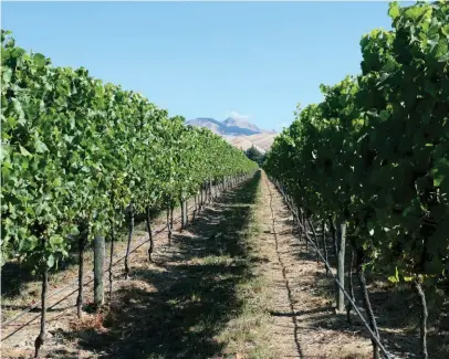  ??  ?? L Our ride to Cloudy
Bay Vineyards R Rows of Sauvignon Blanc grapes