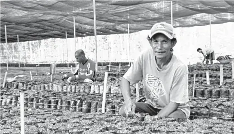  ?? Photo by Sherwin Manual/ PSO Mindanao ?? A FARMER readies seedbeds for cacao seedlings in this nursery in Piñan, Zamboanga del Norte. Nursery operations is one of the components of the P33- million cacao enterprise project in the province, with the aim of increasing production, improving...