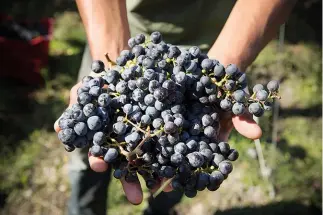  ??  ?? from top: Sangiovese is the only permitted grape in Brunello di montalcino; the Zodiac dog riserva 2011; opposite page: cecilia leoneschi