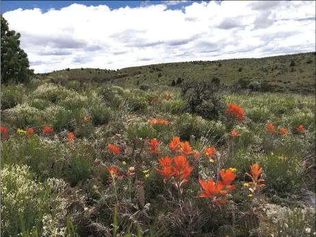  ?? JAN MARTENSON ?? Swath of paintbrush near the Río Grande Gorge in springtime. A legislativ­e committee has passed a bill aiming to give New Mexico the ability to set environmen­tal regulation­s that are more stringent than required by the federal government.