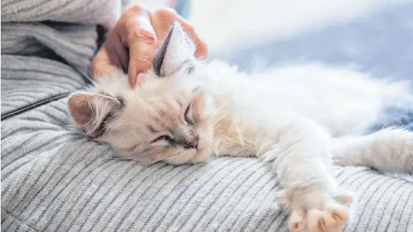  ?? FOTO: CHRISTIN KLOSE/DPA ?? Laut Statistik ist es klar: die Katze ist des Deutschen liebstes Haustier. Hunde sind in diesem Ranking auf Rang zwei.