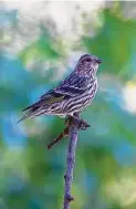  ?? Kathy Adams Clark / Contributo­r ?? Pine siskins have a tiny, sharp-pointed beak. They have heavily streaked brown bodies with yellow tinges on wings and tail.