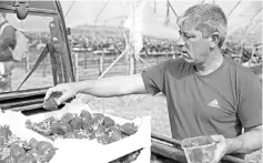  ?? — AFP photo ?? A seasonal worker sorts strawberri­es at BR Brooks & Son farm in Faversham, south east England.After weeks of uninterrup­ted sunshine the strawberry season is in full swing in the so-called Garden of England but with a shortage of seasonal labourers to...