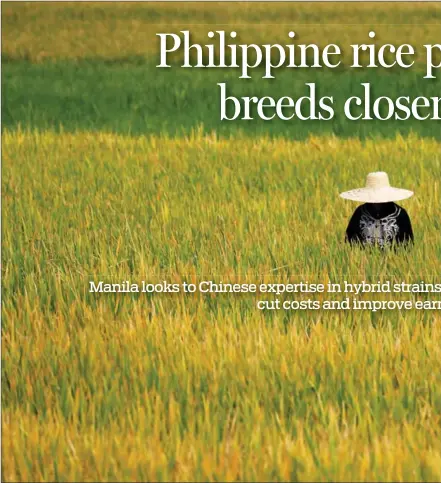  ?? PROVIDED TO CHINA DAILY ?? A farmer works in a rice field in Pinamalaya­n, Oriental Mindoro province, the Philippine­s.