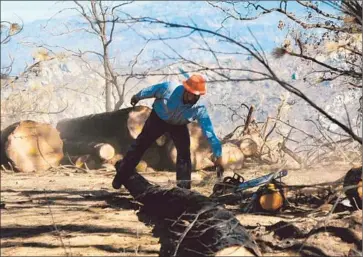  ?? Louis Sahagun Los Angeles Times ?? SAM COVER, 40, reaches for his chain saw while doing emergency contract work for San Francisco Water and Power in a portion of the Stanislaus National Forest damaged by the massive Rim fire.