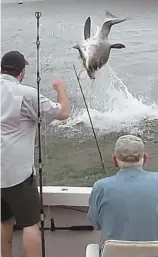  ?? VIDEO IMAGE COURTESY OF HAP FARRELL ?? UP CLOSE AND PERSONAL: In a video taken from the charter boat Stunmai II, a great white shark leaps out of the water to eat a striped bass from the line of a fisherman Saturday in Cape Cod Bay.