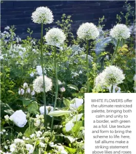  ??  ?? WHITE FLOWERS OFFER THE ULTIMATE RESTRICTED PALETTE, BRINGING BOTH CALM AND UNITY TO A BORDER, WITH GREEN AS A FOIL. USE TEXTURE AND FORM TO BRING THE SCHEME TO LIFE: HERE, TALL ALLIUMS MAKE A STRIKING STATEMENT ABOVE LILIES AND ROSES