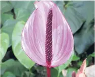  ??  ?? Rare purple anthurium