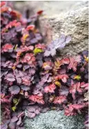  ?? ?? Acaena novae-zelandiae forms a dense mat with rich autumn hues