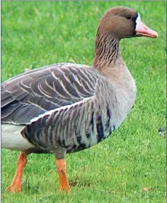  ??  ?? Some 8,500 Greenland White-fronted Geese winter on the Wexford Slobs each year making the area hugely important for the species.
