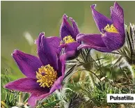  ??  ?? Pulsatilla