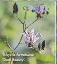  ??  ?? Tricyrtis formosana ‘Dark Beauty’.