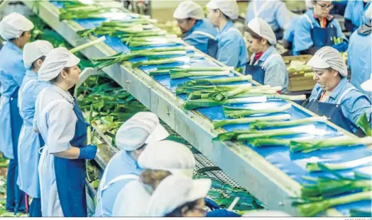  ?? JULIO GONZALEZ ?? Planta hortícola de Las Lomas procesando puerros.