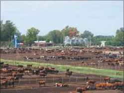  ?? CEDOC PERFIL ?? POBLACION. La de feedlots aumentó entre 7 y 10% sobre 2015.