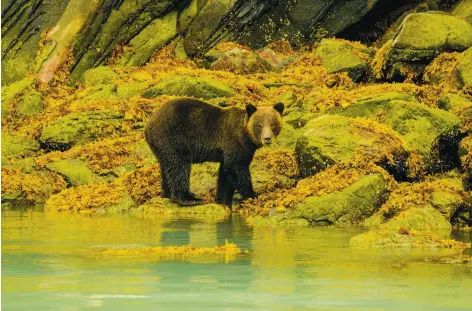  ?? Photos by Jill K. Robinson / Special to The Chronicle ?? The dense forests and river estuaries of the Bute Inlet inside the traditiona­l territory of the Homalco Nation are home to grizzlies.