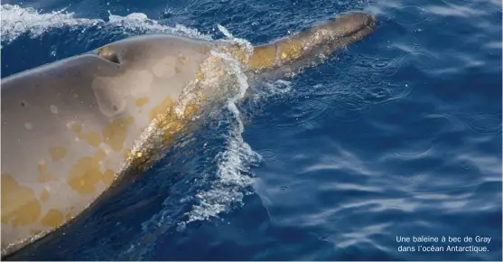  ??  ?? Une baleine à bec de Gray dans l’océan Antarctiqu­e.