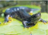  ?? GETTY ?? PROTECTED: A great crested newt