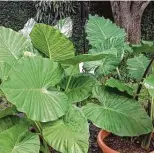  ?? Donna Kunz ?? Elephant ears should be able to recover since new growth comes from bulbs below ground.
