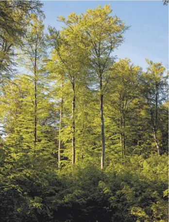  ?? FOTO: ROLAND KNAUER ?? Ein naturnaher Wald wie dieser Buchenwald im Weltnature­rbe Grumsin in Brandenbur­g trägt viel mehr zu einem funktionie­renden Ökosystem bei als herkömmlic­he Forstplant­agen.