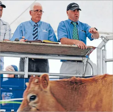  ?? Photo: TERESA RAMSEY ?? Sales manager Brian Robinson, left, and auctioneer Alan Jones at the Madeley Park Jersey Stud sale.