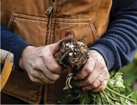  ?? ?? Use a sharp knife to remove celeriac’s thin roots once harvested