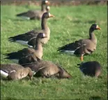  ??  ?? Greenland white-fronted geese