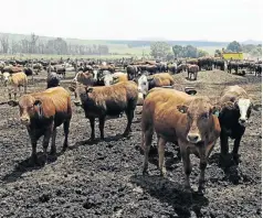  ?? / RUSSELL ROBERTS ?? Karan Beef has over 150‚000 cattle on its farm in Heidelberg‚ east of Johannesbu­rg.