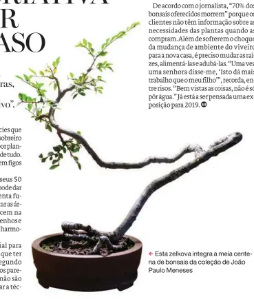  ??  ?? Esta zelkova integra a meia centena de bonsais da coleção de João Paulo Meneses