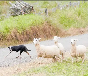  ??  ?? SHEEPWALKI­NG: Stu Allen’s Tess competes in the short head and yard event at the Broadwood Sheep Dog Trials earlier this month. The final leg in the Northland series will be held at Landcorp Rangiputa on the Whatuwhiwh­i Peninsula this Friday and Saturday.