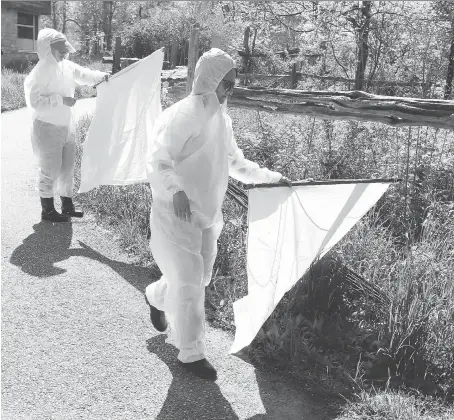  ?? PHOTOS: NICK BRANCACCIO ?? Workers with Windsor-Essex County Health Unit’s tick surveillan­ce program conduct dragging at the Ojibway Nature Centre Thursday. They are looking for blacklegge­d ticks, which can transmit Lyme disease.