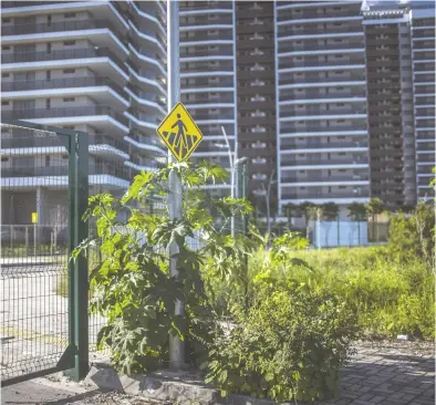  ?? DADO GALDIERI / BLOOMBERG FILES ?? Overgrown grass in front of the empty Ilha Pura luxury apartments used by athletes during the Rio Olympics
in 2016. Neglect is a common theme for such facilities when the circus leaves town, Scott Stinson writes.