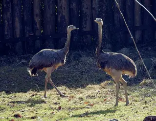  ??  ?? Nuovi animali Una coppia di Nandù, arrivati dal Sudamerica. A destra: canguri e tartarughe giganti