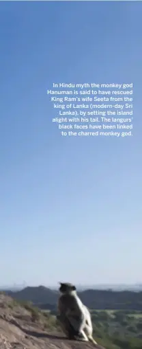  ??  ?? FAR LEFT This female is being groomed by a subordinat­e female. It seems likely that a langur’s rank is inherited from its mother. However, though hierarchy is important, researcher­s have seen subordinat­e females display a surprising level of aggression...