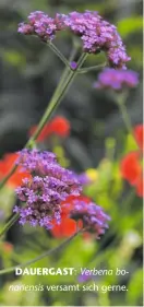  ??  ?? DAUERGAST: Verbena bonariensi­s versamt sich gerne.