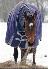  ??  ?? The risk of impaction colic rises in the winter because horses eat more hay than pasture grass and tend to drink less because of the cooler temperatur­es.