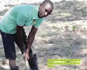 ?? ?? Munyaradzi Mbulayi weeding his tobacco crop on his small plot in Wedza