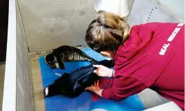  ??  ?? Wet behind the ears: Melanie Croce tends to an orphan seal