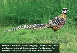 ?? ?? Reeves’s Pheasant is on Category C of both the Czech and French national lists, meaning it’s ‘tickable’ for Western Palearctic listers in these two countries.