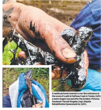  ?? ?? A reptile pictured covered in a tar-like substance at the scene of a spill at Halfway Creek in Yatala; (left) a water dragon rescued after the incident. Pictures: Facebook/Tiarnah Kingaby (top); Reptile Rehabilita­tion Queensland Inc (left).