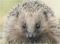  ?? PICTURE: HUGH CLARK ?? Hedgehogs can easily travel a mile or more in a single night I love cooking and want to grow a window box full of herbs. I’d like them to be good for wildlife, too. Which should I plant?