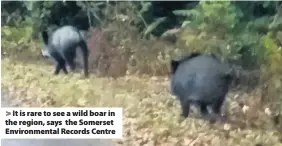  ??  ?? It is rare to see a wild boar in the region, says the Somerset Environmen­tal Records Centre