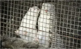  ??  ?? A mink farm in Gjoel in North Jutland, Denmark. Photograph: Mads Claus Rasmussen/AP