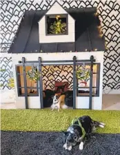  ?? ADAM MACCHIA ?? Kelly Ladwig and Suzie Stolarz, a Nashville couple, commission­ed a custom playhouse for their three cats and two dogs. It’s located in a bedroom dedicated to the animals and has a “catio” for lounging.