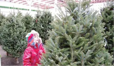  ?? MARKCULLEN.COM PHOTOS ?? Shane Hensley, a gardening pal of columnist Mark Cullen, checks out a Fraser fir tree for Christmas. The Fraser is the bestseller in eastern Canada and prices range from $40 to $70.