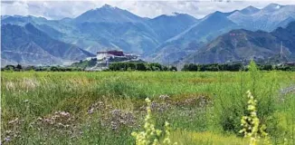  ?? ZHANG RUFENG / XINHUA ?? Lush vegetation at Lhalu Wetland Park in the suburbs of Lhasa.