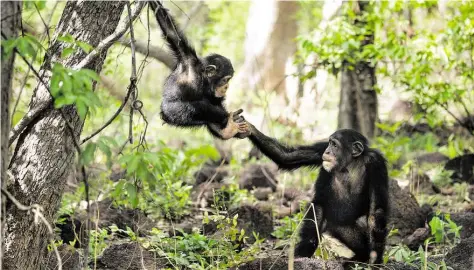  ?? DPA-BILD: MACEWEN ?? Verspielt: Schimpanse­nkinder in der Naturdoku-Reihe „Wilde Dynastien“